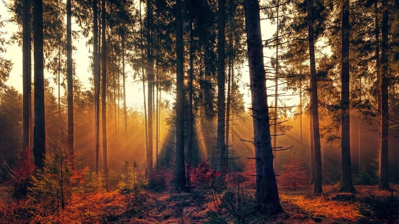 Enchanted Forest Grove