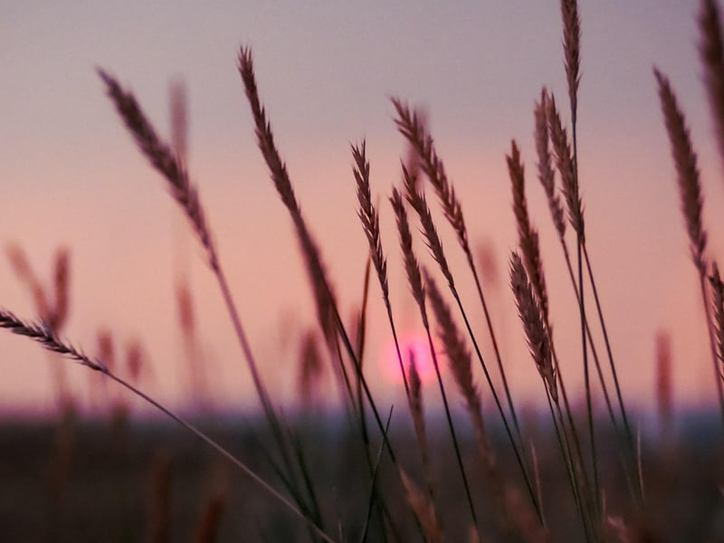Twilight Meadow Retreat